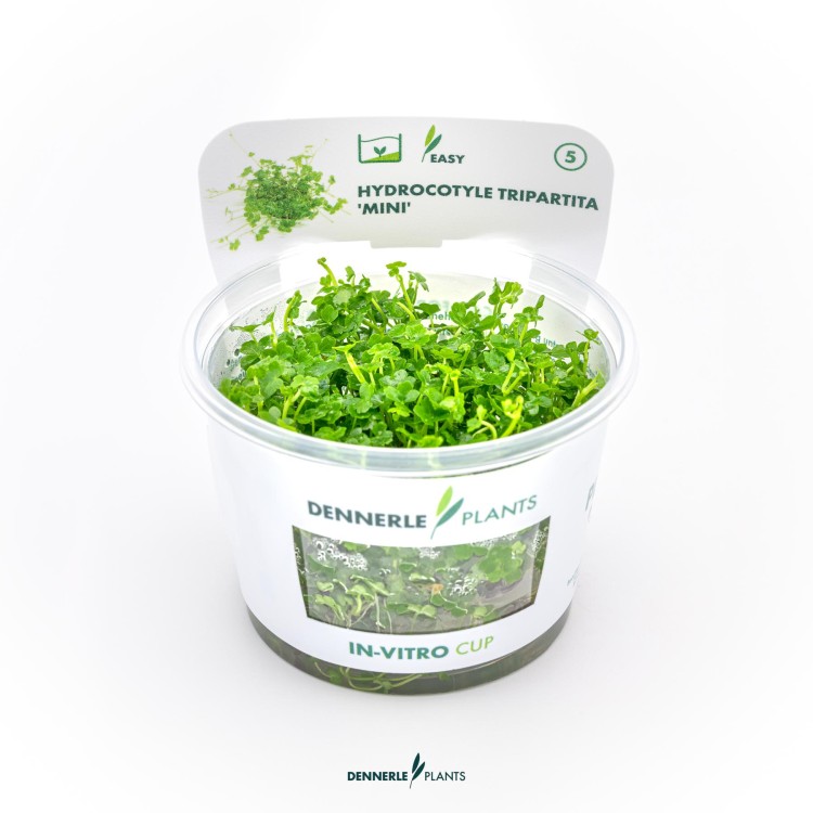Planta acvariu Hydrocotyle tripartita 'Mini' in vitro Dennerle - imagine 5